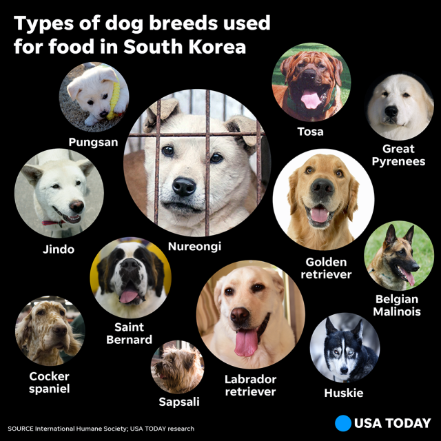 030719-Dogs-SOCIAL_Social 8 copy 2