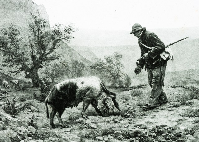 Antique illustration of "Les chercheurs de truffes" by Vayson